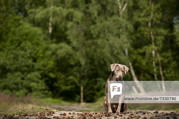 Labrador Retriever sitzt auf einem Waldweg