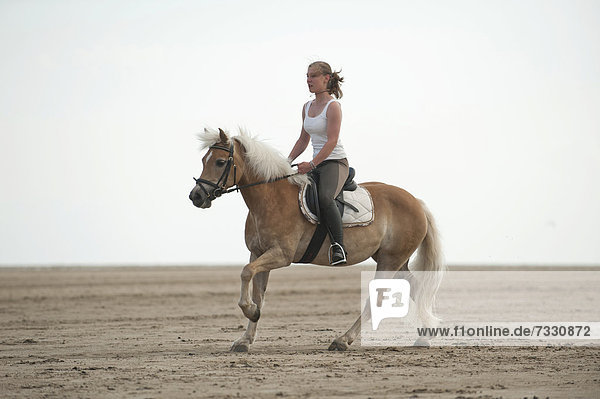 Woman galloping on a Haflinger horse along the beach  St. Peter-Ording  Schleswig-Holstein  Germany  Europe