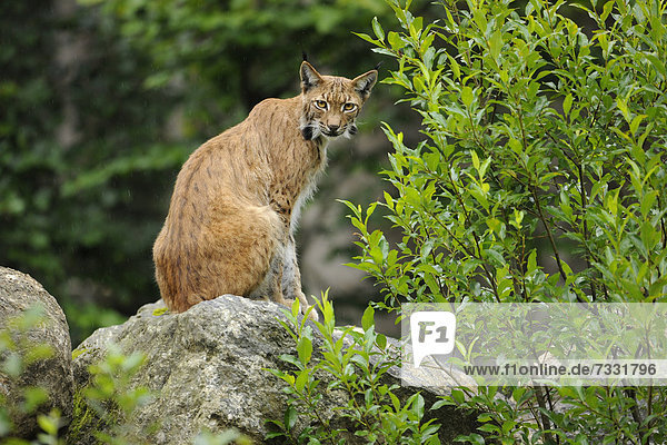 Luchs (Lynx lynx)  Tierfreigelände Nationalpark Bayerischer Wald  Bayern  Deutschland  Europa