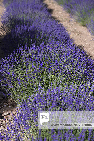 Lavendelfeld (Lavandula angustifolia)  Provence  Provence-Alpes-Cote  Frankreich  Europa