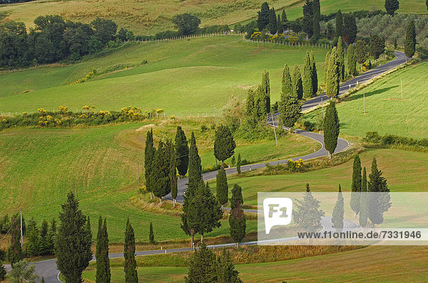 Zypressen entlang der Straße von Pienza nach Montepulciano Val d'Orcia UNESCO Weltkulturerbe Provinz Siena Toskana Italien Europa