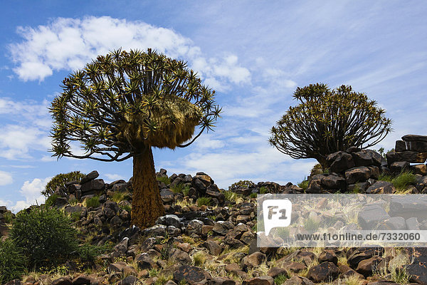 Köcherbäume (Aloe dichotoma)  Köcherbaumwald  Keetmanshoop  Namibia  Afrika