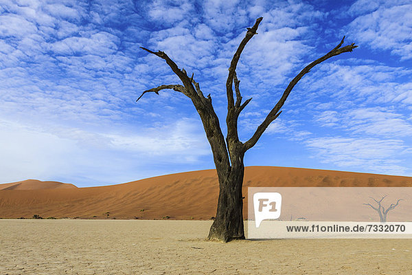 Erde Erdreich Boden trocken Namibia Namib Namib Naukluft Nationalpark kahler Baum kahl kahle Bäume Afrika Sossusvlei