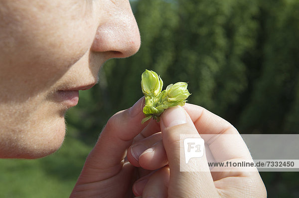 Checking the quality of Hops (Humulus lupulus)  smelling a flower cone  Mainburg  Hallertau area  Bavaria  Germany  Europe