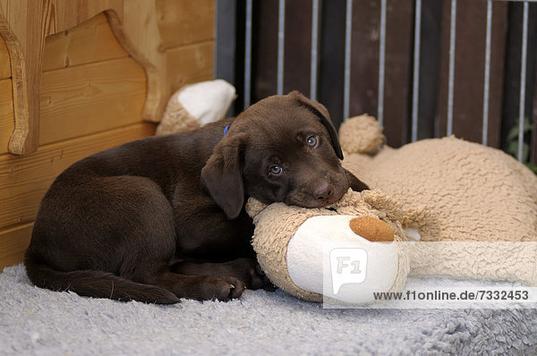 Brauner Labrador Retriever Welpe liegt auf einem Stofftier