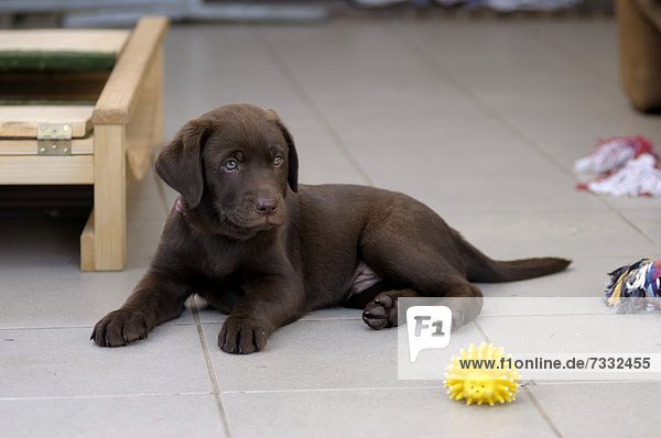 Brauner Labrador Retriever Welpe liegt auf Fliesen
