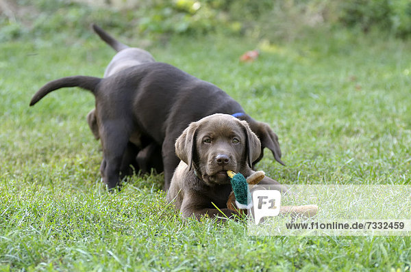 Brauner Labrador Retriever Welpe liegt auf Wiese mit einer Stoffente im Maul