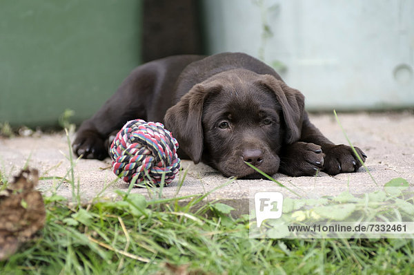 Brauner Labrador Retriever Welpe liegt auf einer Steinstufe neben einem Spielball