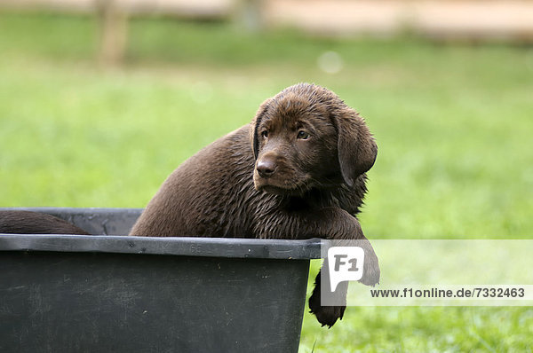Nasser brauner Labrador Retriever Welpe sitzt in Kunststoffwanne