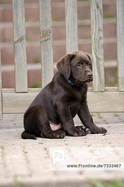 Brauner Labrador Retriever Welpe sitzt vor einem Holztor