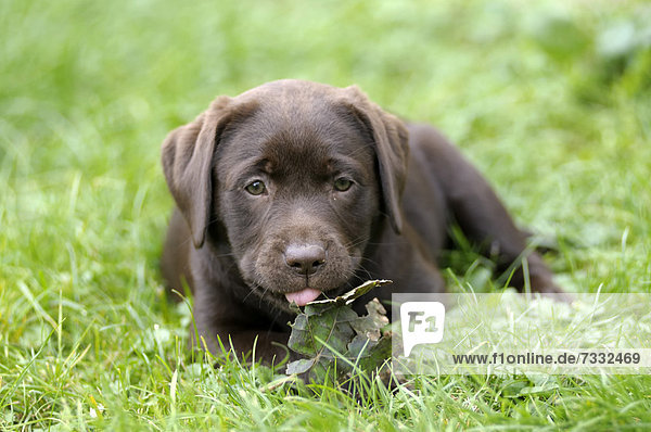 Brauner Labrador Retriever Welpe liegt auf Wiese mit einem Blatt zwischen den Pfoten und streckt die Zunge raus