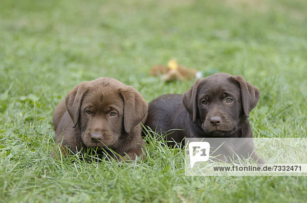 Zwei Labrador Retriever Welpen liegen im Gras nebeneinander