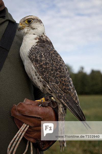 Lanner Falcon (Falco biarmicus) on a falconer's glove
