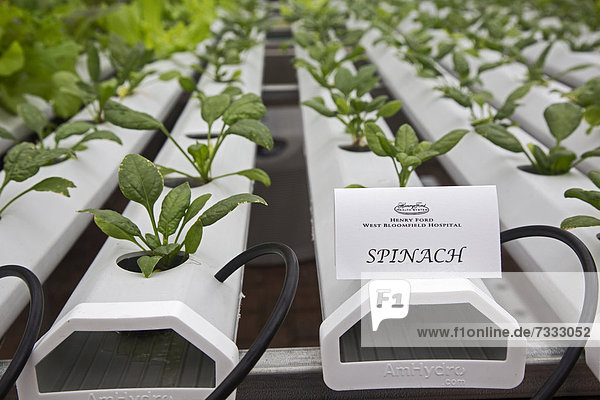 Vereinigte Staaten von Amerika USA Krankenhaus Produktion Pflanze Wachstum Ford Treibhaus Michigan