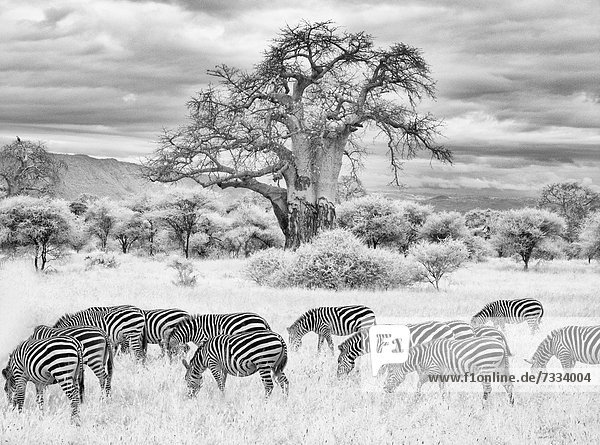 Schwarzweiß  Landschaftlich schön  landschaftlich reizvoll  Baum  Zebra  Amboseli Nationalpark  Afrika  Infrarot  Kenia