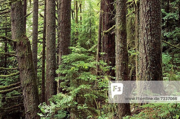 Organisation  organisieren  folgen  Wachstum  Wald  vorwärts  Landschaft  antik  Büro  Ortsteil  Eugene  Management  alt  Oregon