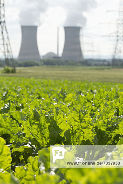 Grüne Blattfrucht auf einem Feld vor einem Kernkraftwerk  Grafenrheinfeld  Deutschland