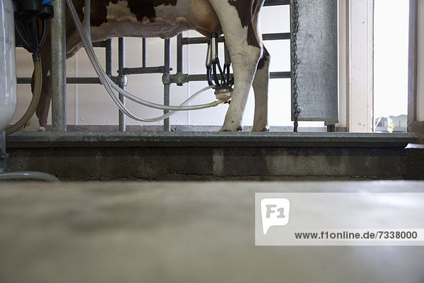 Kuh an der Melkmaschine im Stall befestigt