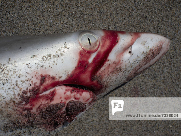 Detail eines toten Hais am Strand