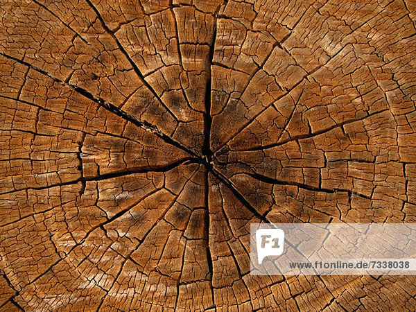 Querschnitt des Baumes