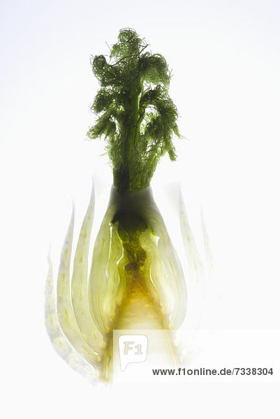 A cross section of fennel on a light box