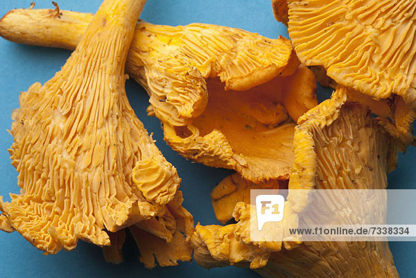 Four Chanterelle mushrooms in a heap  close-up