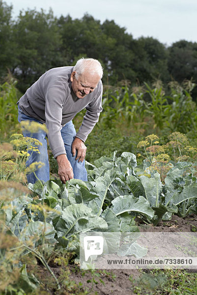 A senior man bending over to inspect a plant in his garden