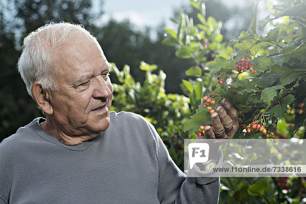 A man examining the cranberries on a High Bush Cranberry bush