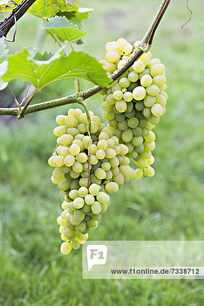 Bunches of ripe white grapes hanging from a vine