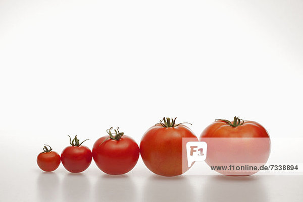 Eine Reihe von Tomaten,  die sich von der kleinsten bis zur größten Tomatenreihe vergrößert.