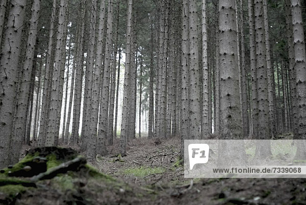 Baumreihen im Rothaarsteiger Wald  Deutschland