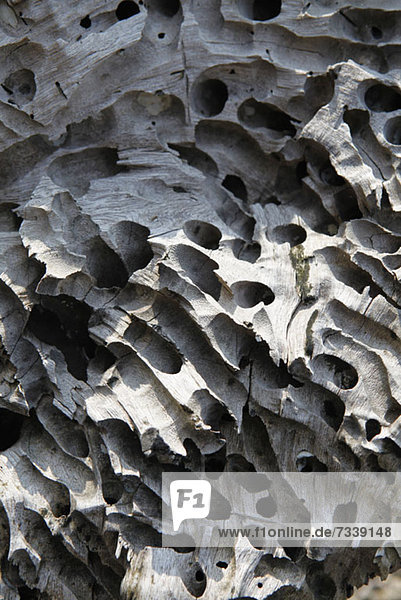 Von Termiten geschaffene Löcher in Totholz