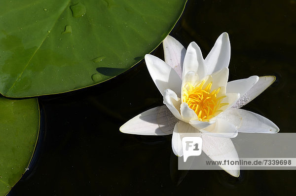Seerose (Nymphaea alba)  Bucht Schwenzin im Kölpinsee  Mecklenburgische Seenplatte  Naturpark Nossentiner/Schwinzer Heide  Mecklenburg-Vorpommern  Deutschland  Europa