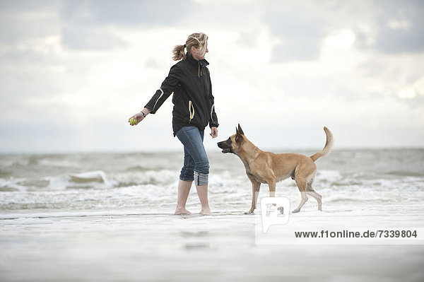 Woman playing with a Hollandse Herdershond  Dutch Shepherd  in the water  Sankt Peter-Ording  Schleswig-Holstein  Germany  Europe