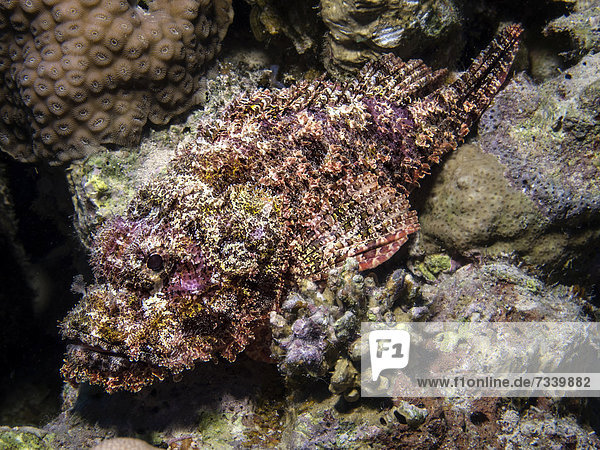Bärtiger Drachenkopf oder Franzen-Drachenkopf (Scorpaenopsis oxycephala)  Mangrove Bay  Rotes Meer  Ägypten  Afrika