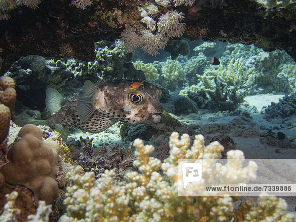 Gelbflecken-Igelfisch (Cyclichthys spilostylus)  Mangrove Bay  Rotes Meer  Ägypten  Afrika