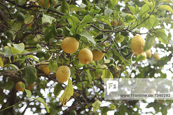 Lemon tree with ripe lemons (Citrus _ limon)  Majorca  Spain  Europe