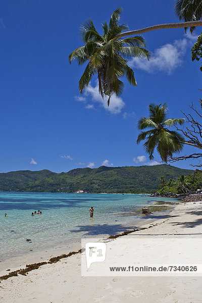 Coconut palms on the beach of Anse Royale  Mahe Island  Seychelles  Africa  Indian Ocean