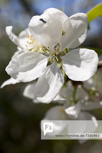 Weiße Apfelblüten an einem Apfelbaum (Malus)