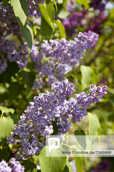 Flieder (Syringa)  violette Blüte  Einzelblüten
