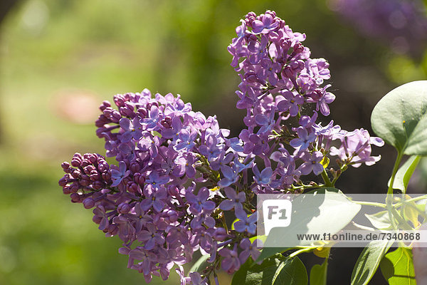 Flieder (Syringa)  violette Blüte  Einzelblüten
