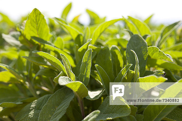 Salbei Salvia pratensis Pflanzenblatt Pflanzenblätter Blatt Gesundheitspflege Pflanze Salbeiöl Menschen im Hintergrund Hintergrundperson Hintergrundpersonen Salbei Jahr