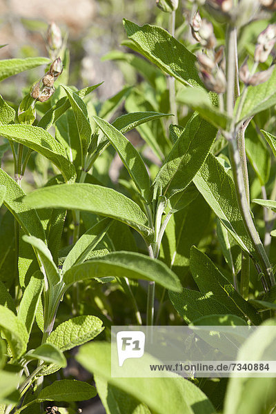 Salbei Salvia pratensis Gesundheitspflege Pflanze Salbeiöl Menschen im Hintergrund Hintergrundperson Hintergrundpersonen Salbei Jahr