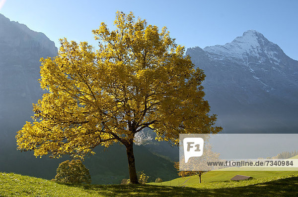 Herbstliche Bäume in den Schweizer Alpen  Grindelwald  Schweiz  Europa