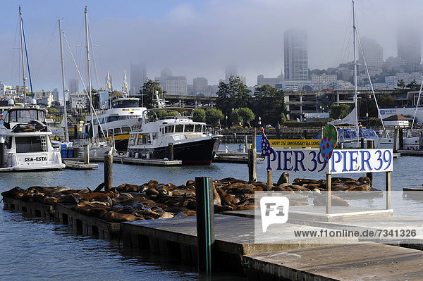 Fischereihafen Fischerhafen Vereinigte Staaten von Amerika USA grüßen Zeichen Jachthafen Kai Jubiläum Seelöwe Kalifornien San Francisco Signal