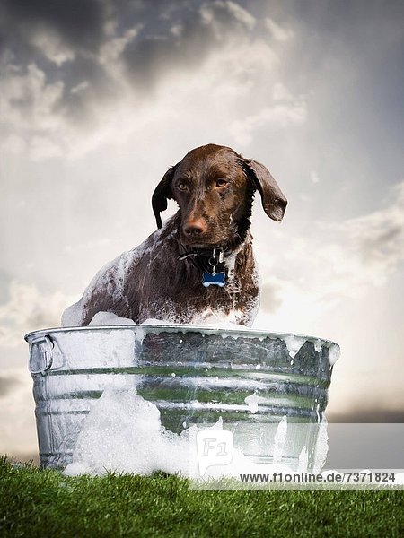 Außenaufnahme Tag Wolke waschen Hund Seifenschaum Schaum freie Natur