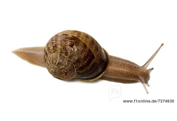Close_up of a snail on a white background