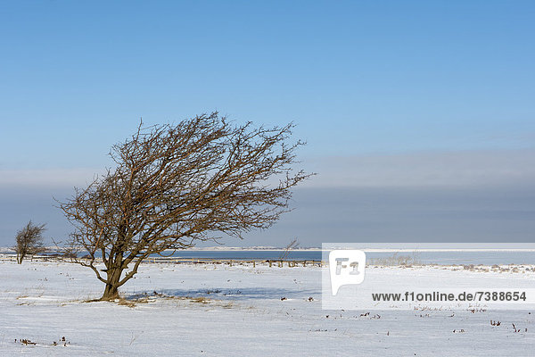 Windschiefer Baum im Winter  Sylt  Deutschland