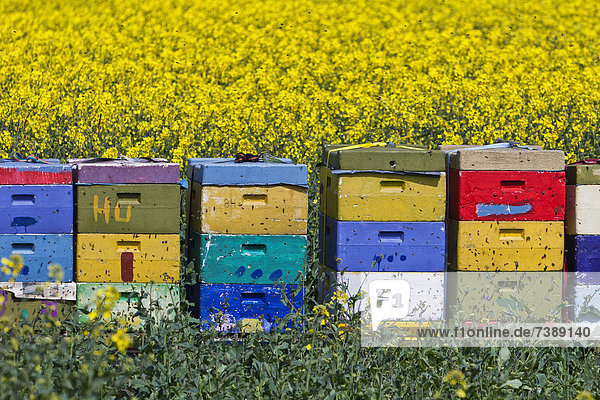 Bunte Bienenkästen in einem Rapsfeld  Keitum  Sylt  Deutschland