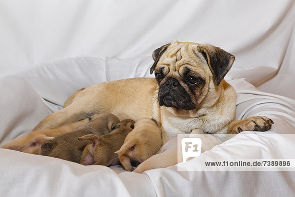 Pug dog mother breastfeeding her puppies